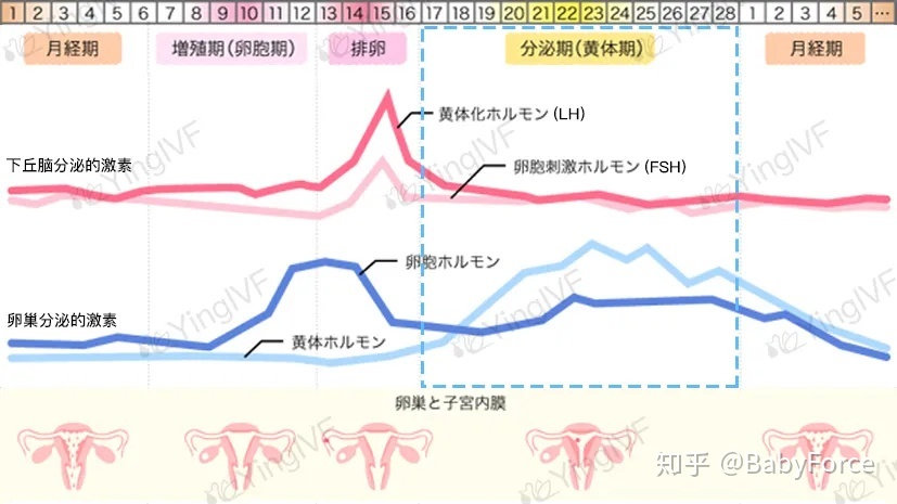 国内第三代供卵试管婴儿能筛查出自闭症基因吗？