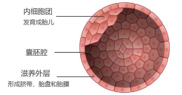 你的梦想可以成真--柳州双胞胎借卵试管受精技术