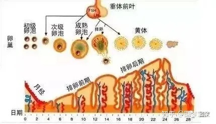 爱琴海供卵试管婴儿｜输卵管堵塞的患者可以做供卵试管婴儿吗？