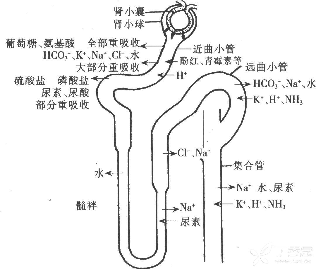 做借卵试管促排什么时候开始打夜针