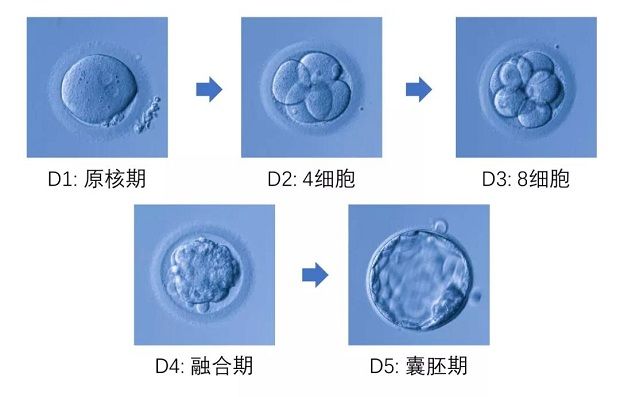 柳州供精代怀生子价格去哪里做（代怀选男孩咨询好不好？）